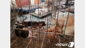 강아지 78마리 굶겨죽인 애견판매업주 항소심도 ‘징역형’