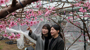 시설하우스엔 복사꽃이 활짝