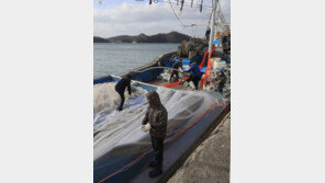 우리 밥상에서 사라지는 국내산 수산물…명태 뿐이 아니다