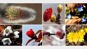 꽃망울이 전하는 봄소식