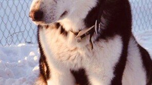 ‘트럼프’ 이름 가진 악동견, 총맞아 죽자 SNS 시끌