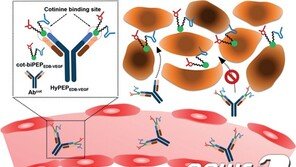 암 치료 새 ‘펩타이드-항체 복합체’ 기술 개발…KAIST·서울대