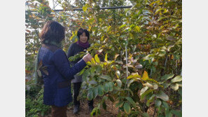 시흥서 ‘구아바’ 첫 재배 성공…아열대 작물 각광