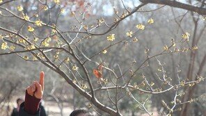 꽃은 피는데… 19일 전국 비-눈 내릴듯