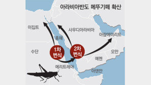 홍해 뒤덮은 메뚜기떼 아라비아 먹어치운다