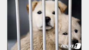 가족같은 반려동물 쓰레기 봉투에…제주도, 동물 장례식장 추진