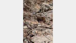 소요산에서 포착된 멸종위기종 1급 ‘산양’