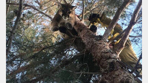 “정원 나무에 퓨마가 걸려 있어요”…美주택가에서 발견