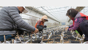 ‘묘목특구’ 옥천, 우량 묘목 생산기지로 거듭난다