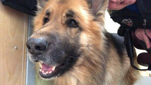 실종 8개월 만에…280km 떨어진 동네까지 걸어가 주인과 재회한 견공