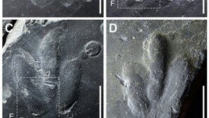 진주교대 교수, 소형 육식 공룡 발바닥 피부 흔적 화석 세계 최초 발견
