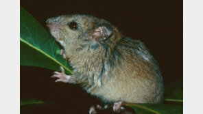 “고지대에 살았더라면”…기후변화 첫 멸종 ‘멜로미스’