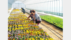 시설하우스 봄꽃 감상