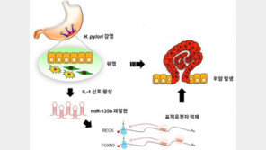 ‘위염·위암 발생 촉진하는 신규 유전자 찾았다’…생명硏 ‘miR-135b’ 발견