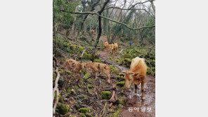 [고양이 눈]비켜주겠소?