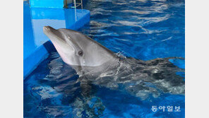 태지야, 돌고래쇼 할래 말래?