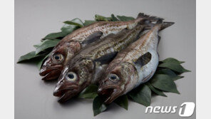 “씨마른 국내산 명태”…롯데마트, 5톤어치 ‘캐나다 생태’ 푼다