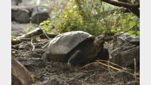 멸종판단 갈라파고스 큰 거북, 110년만에 발견돼