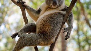 이성 유혹 요염한 코알라 사진에 온라인 난리 …“정말 섹시”