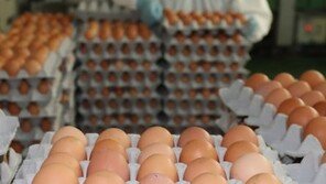 제주 항생제 계란 발생 원인은?…도가 제공한 사료첨가제 추정