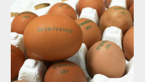 23일부터 달걀 산란일자 표시제 시행…앞 ‘4자리 숫자’ 보면 안다