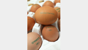 달걀 산란일 표시했더니…“아하, 이게 더 신선한 알이네”