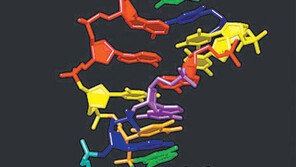 유전정보 저장 능력 커진 ‘인공 DNA’ 탄생