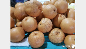 나주배 봉지 염료피해 심각…보상은 8개월째 지지부진