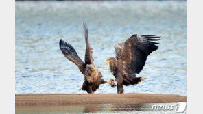 생태보고였던 포항 형산강…개발 공사로 희귀 철새들 ‘발길 뚝’