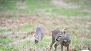 ‘140→450마리’…한라산 노루 ‘로드킬’ 급증한 이유는
