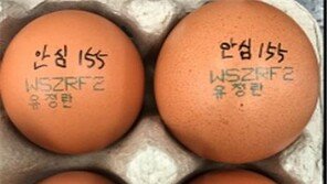 제주 ‘항생제 계란’ 조사결과 5농장서 검출…도, 전량폐기 유통차단