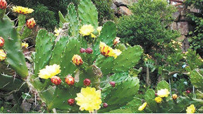 “약재로 쓰인 백년초… 약효는 줄기에 있다”