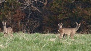 제주지역 야생동물 노루 개체수 크게 줄었다