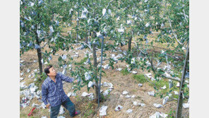 농가 의견 반영해 개선한 ‘농작물재해보험’ 판매