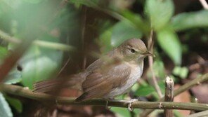 ‘길 잃은 새’ 덤불개개비, 다도해 칠발도에서 국내 첫 발견