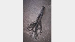 인삼, 그대로 발효해 뿌리째 먹는다