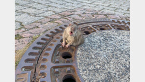 맨홀 뚜껑 구멍에 낀 쥐 한 마리 구하려고…소방대원 9명 출동