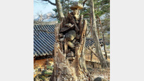 [고양이 눈]나무야 나무야