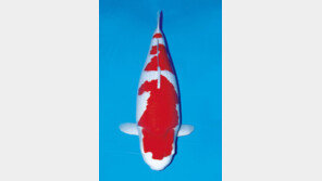 일본산 비단잉어, 한 마리에 23억 원?…전 세계 부자들이 ‘홀딱’