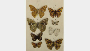 애기똥풀-바람꽃… 한글 이름에 담긴 ‘항일정신’ 아시나요