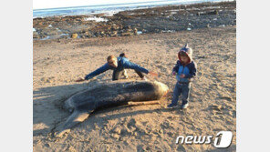 “괴생명체가 나타났다”…美해안 떠밀려온 개복치에 화들짝