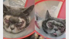 “안예뻐서”…고양이 쌍꺼풀 성형수술 시킨 중국인