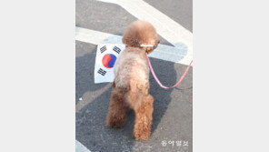 [고양이 눈]우리도 만세