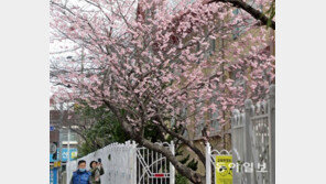 봄처녀 오시는 길목에 미세먼지 ‘심술’