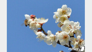 온화했던 2월, 평균기온 2.4도…강수량은 30.8㎜ 비슷