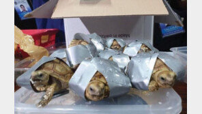 필리핀 공항서 박스 테이프에 감긴 거북이 1500마리 발견