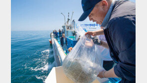 4년전 방류한 어린 명태 4마리, 동해서 다시 만나