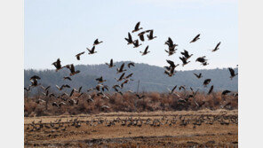 기러기 떼의 힘찬 날갯짓