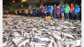 ‘삼치·오징어 어획량 증가’…1월 연근해어업 생산량 12.3만톤, 전년比 22%↑