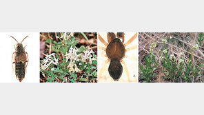 평창나사접시거미… 봉화현호색… 한반도 ‘신종 생물’을 아시나요?